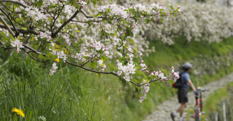 Apfelblüte in Dorf Tirol